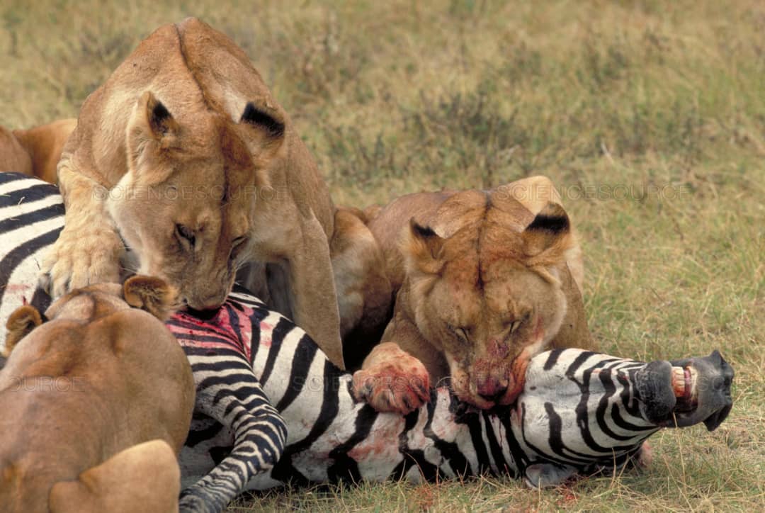 SERENGETI PREDATORS AND PREY