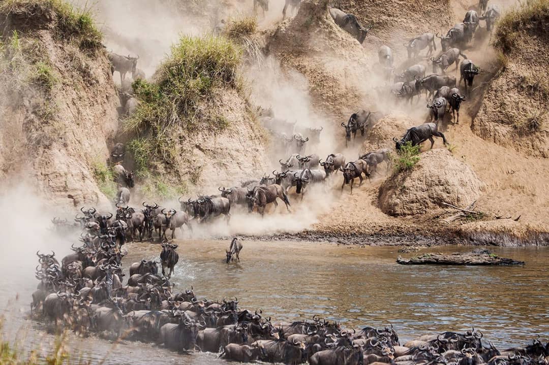 GREAT WILDEBEEST MIGRATION