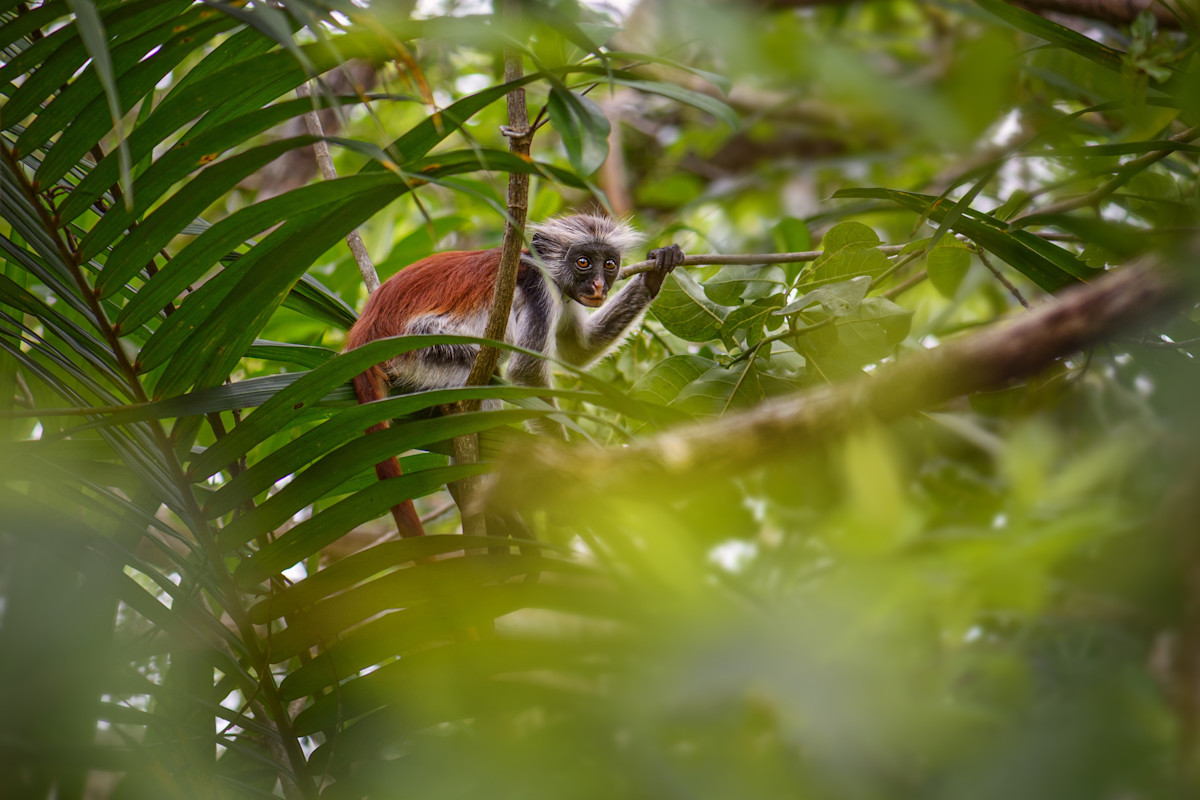 ZANZIBAR TOUR JOZANI  